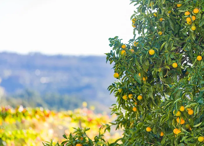 Semesterbostad Casa Da Boavista Amarante